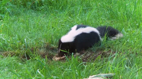 A skunk devouring a wasp nest found in the ground 3b Vídeos de archivo 232152499