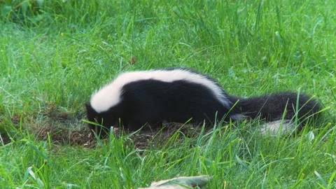 A skunk devouring a wasp nest found in the ground 6b Stock Footage 232152530