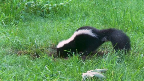 A skunk devouring a wasp nest found in the ground 7 Vídeos de archivo 232152550