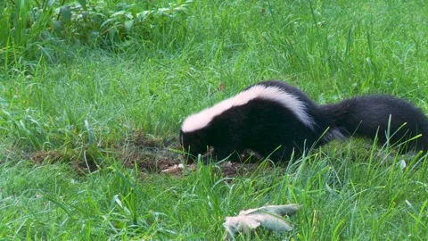 A skunk devouring a wasp nest found in the ground 8b Stock-Footage 232152562