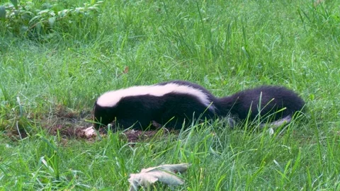 A skunk devouring a wasp nest found in the ground 9b Stock Footage 232152567