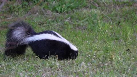 Skunk digging in the backyard Video stock 277120212