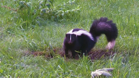 A skunk digging in the ground for food Vídeos de archivo 232152583