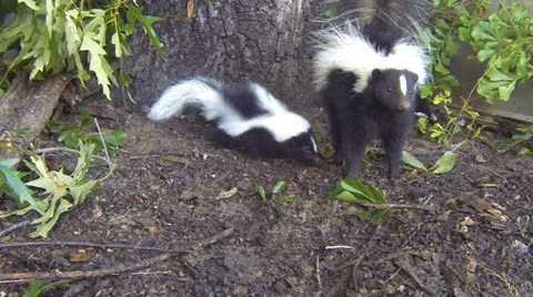 Skunk Family Stock Footage