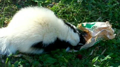 Skunk. Stock Footage 511254