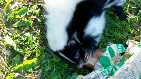 Skunk Stock Footage 511279