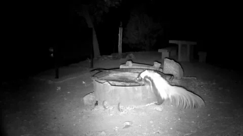 Skunk Foraging at Campground Grill Campfire Firepit for Food Garbage Scraps Stock Footage 297582644