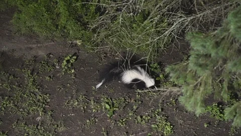 Skunk foraging in the wild at night Stock Footage 342780478