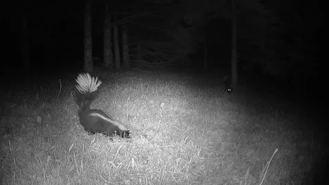 Skunk on a forest lawn as another skunk with glowing eyes Stock Footage 346977964