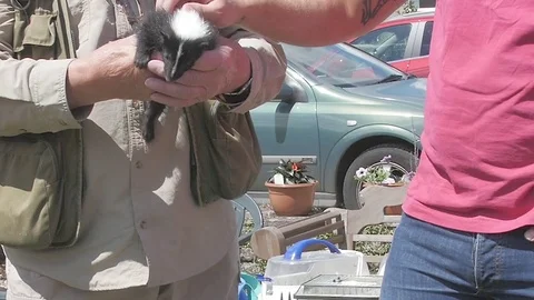 Skunk Handheld 1 Stock Footage 79631084