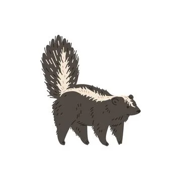 Skunk with a large fluffy tail and a light stripe, North America animals cartoon Stock Illustration