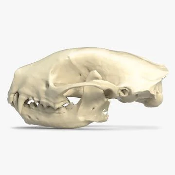 Skunk Skull Scan 3D Model