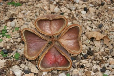 Skunk Tree Seed Pod Foto stock