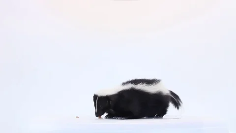 Skunk on white background Stock Footage 83083882
