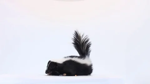 Skunk on white background Video stock 83083899