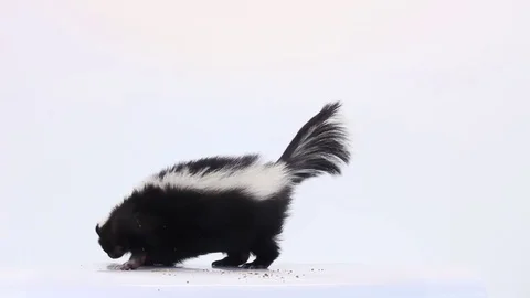 Skunk on white background Stock Footage 83083934