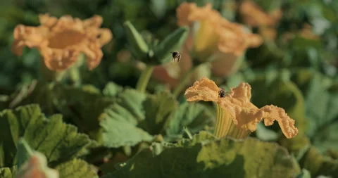 SKV 0570 Stock Footage 322178496