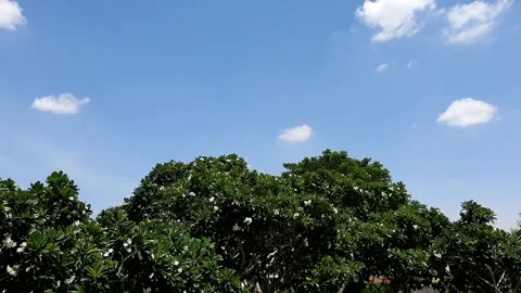 Sky above Trees Stock Footage 258813135