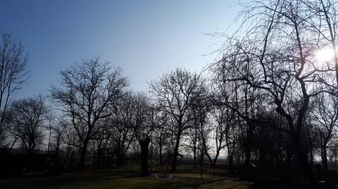 The sky above the trees in the forest Stock Photos