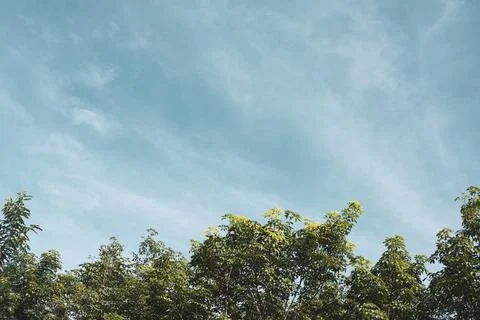 Sky above the trees in the forest. Stock Photos