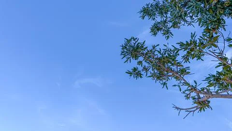 The sky above the trees in the forest Stock Photos