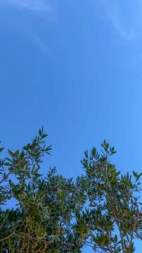 The sky above the trees in the forest Stock Photos