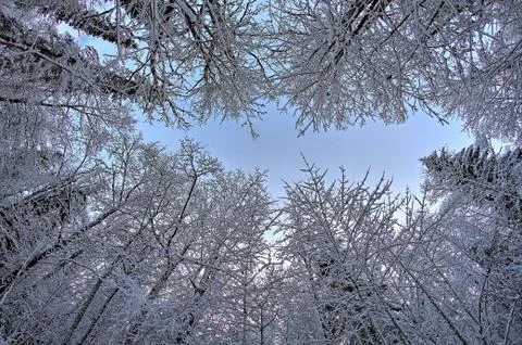 Sky above trees Stock Photos