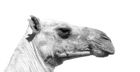 In the sky abstract background and camel Stock Photos