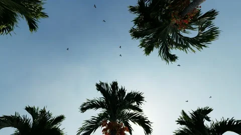 The sky against the background of palms Stock-Footage 143587300