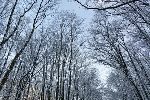 Sky against the background of trees without leaves in the snow. Bare trees in Stock Photos