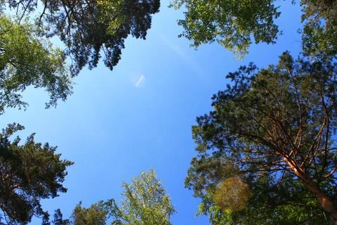 Sky among the trees in the forest Stock Photos
