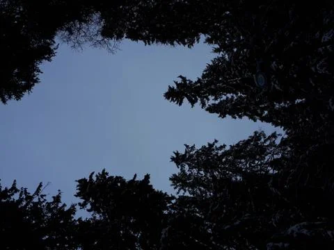The sky among the trees Stock Photos