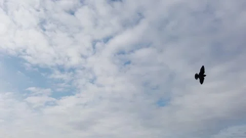Sky and birds Stock Footage 280797464