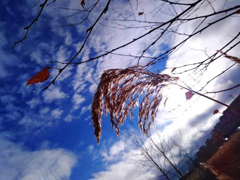 Sky and blade of grass Stock Photos