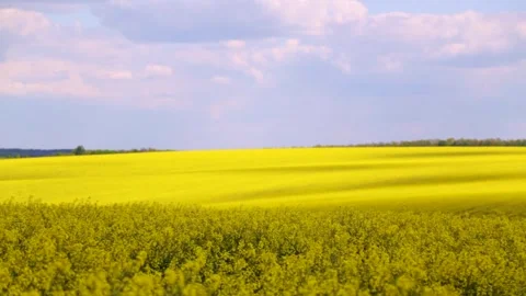 Sky and blooming rapeseed fields, timelapse. Stock Footage 309201600
