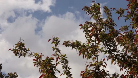 Sky and branches of a tree swaying in the wind Stock Footage 193590627