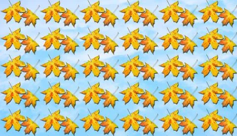 Sky and a bright autumn pattern with maple leaves flying by Stock Photos