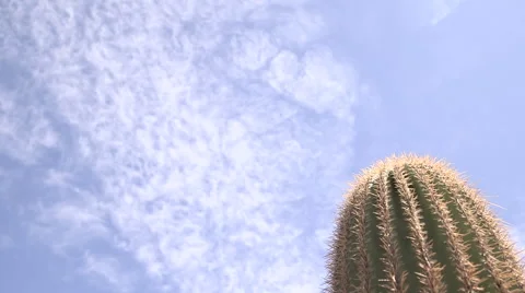 Sky and Cactus Stock Footage 49774742