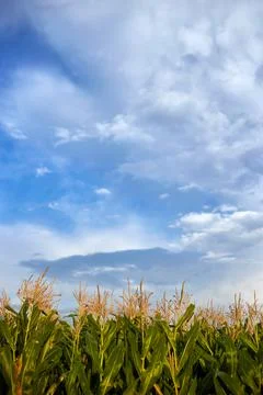 Sky and clouds above corn field Stock Photos