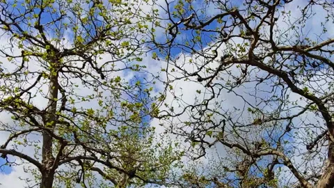 Sky and clouds above trees Stock Footage 155946542