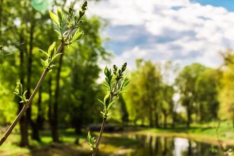 The sky and clouds are reflected in the water, the lake among the green trees Stock Photos