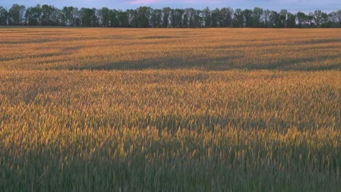 Sky and clouds over a wheat field, the wind sways spikelets of wheat, rural l Stock Footage 134239459