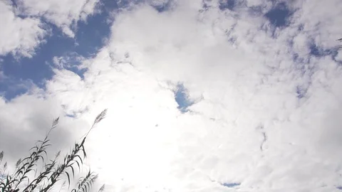  sky and clouds with a plant on the left edge 스톡 동영상 123799604
