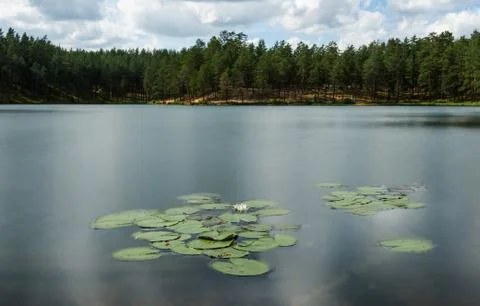 Sky and clouds reflecting in forest lake Stock Photos
