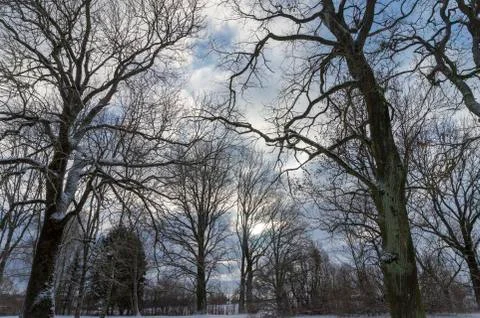 Sky and clouds shining between branches of trees Stock Photos