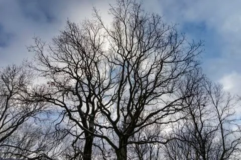 Sky and clouds shining between branches of trees Stock Photos