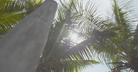 Sky and coconut tree leaves 動画素材 245462322