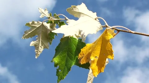 Sky and colored leaves Video stock 52709865
