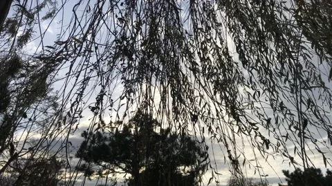 Sky and flying tree branches Stock Footage 145899187