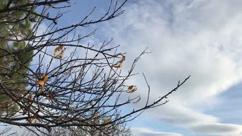 Sky and flying tree branches Stock Footage 145899317